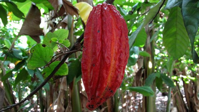 planta cacao